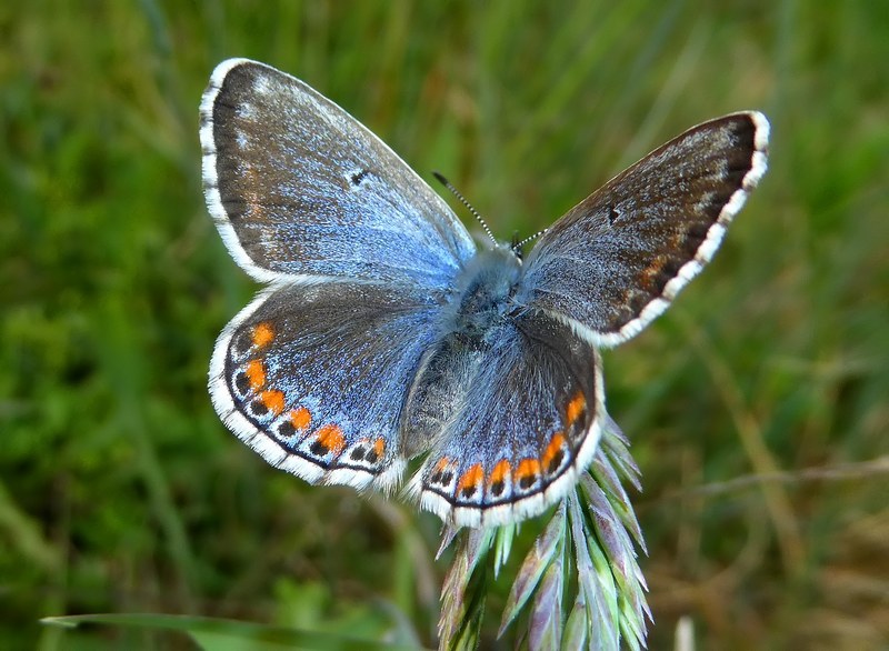 una femmina bellissima:   Polyommatus(Lysandra) bellargus